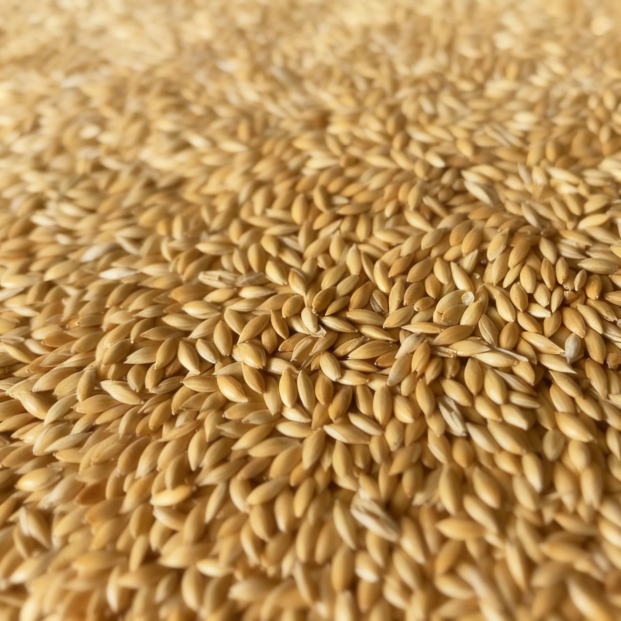 Alpiste en grano