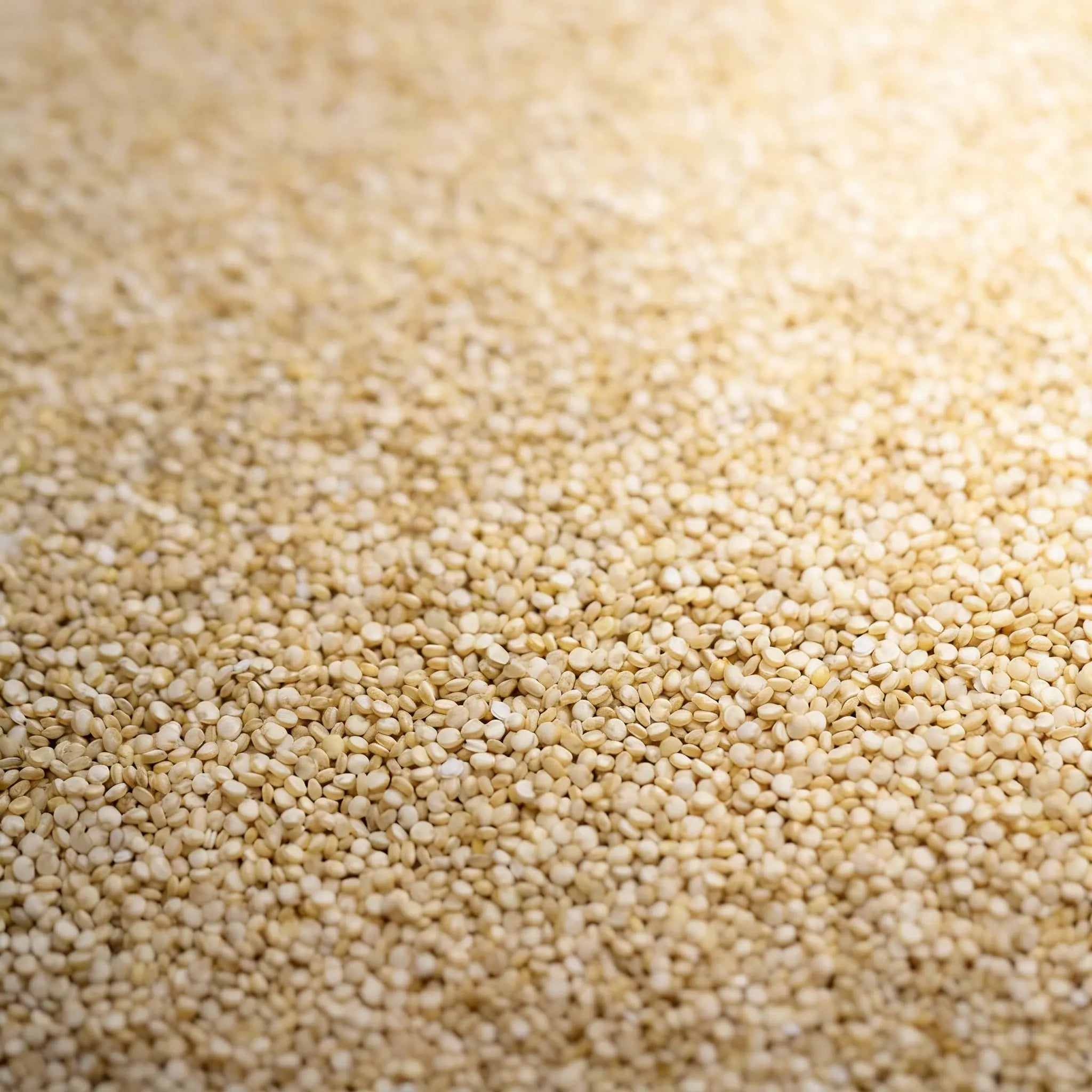 Quinoa blanca
