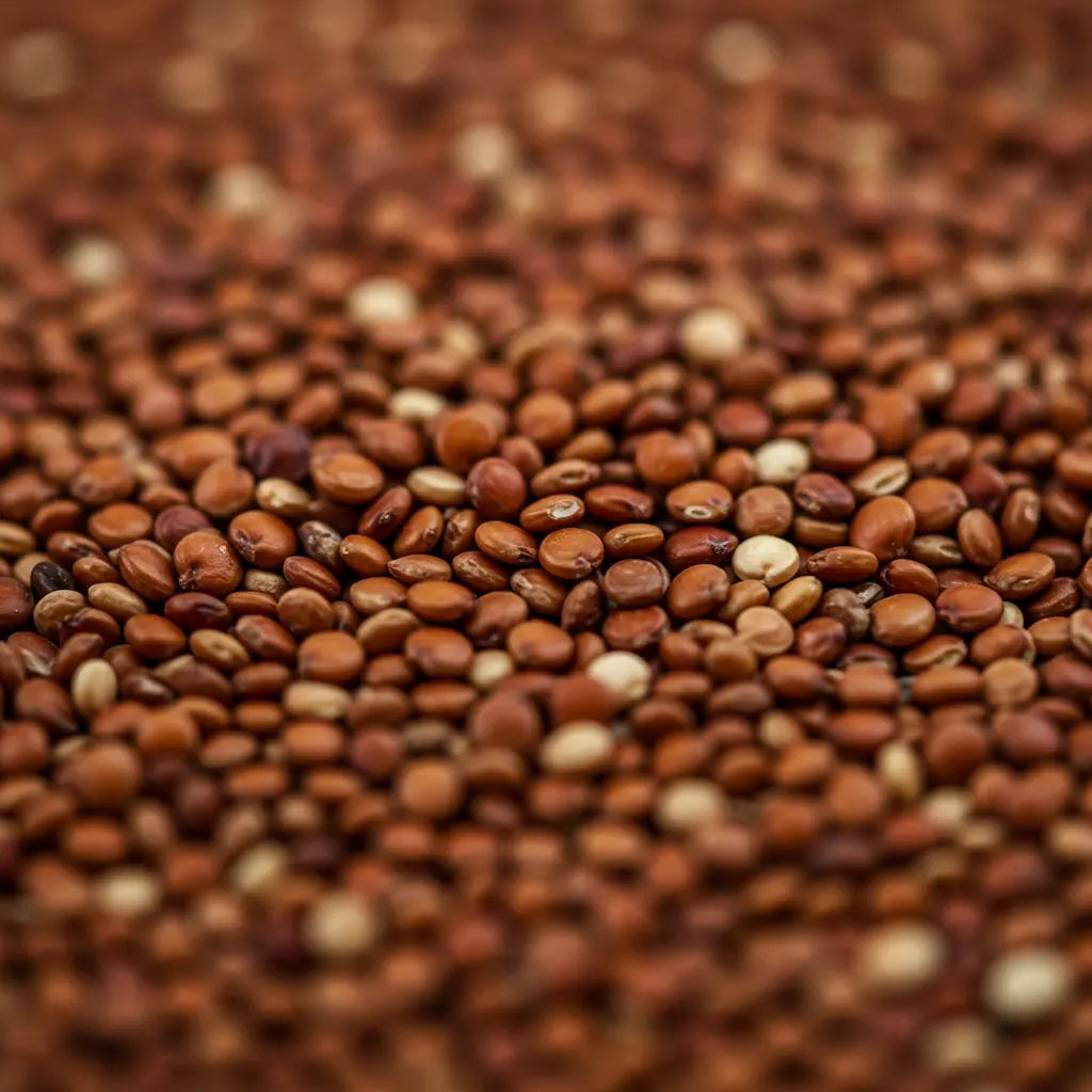 Quinoa roja